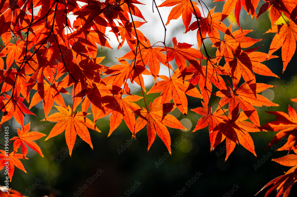 Colourful maple leaves in autumn season color when the leaves change colorful of is in the park, green, yellow, orange and red discoloration.
