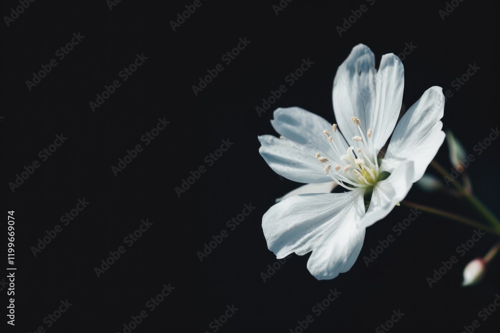 Fototapeta premium Soft blossoms on branches, signifying spring's arrival.