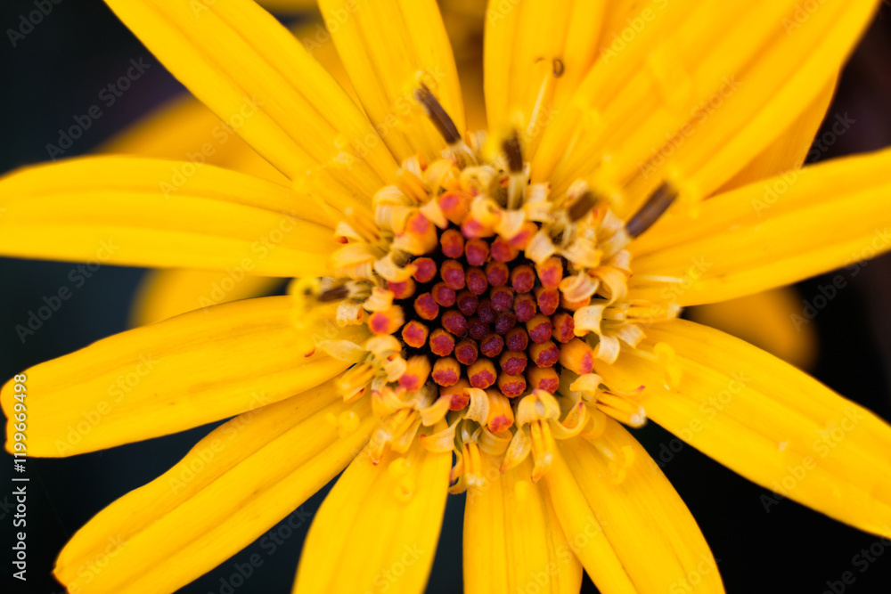 Close-up orange flower with stamens and pistil Close-up orange flower with stamens and pistil