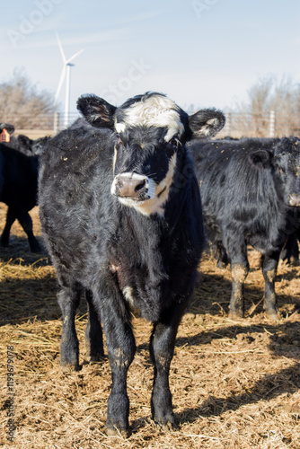 Photography heifer calf