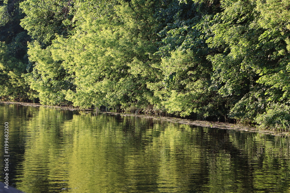 Tranquil lakeside scene with lush green trees reflecting in calm water. Serene nature backdrop perfect for themes of relaxation, peace, and outdoor exploration Tranquil lakeside scene with lush green trees reflecting in calm water. Serene nature backdrop perfect for themes of relaxation, peace, and outdoor exploration
