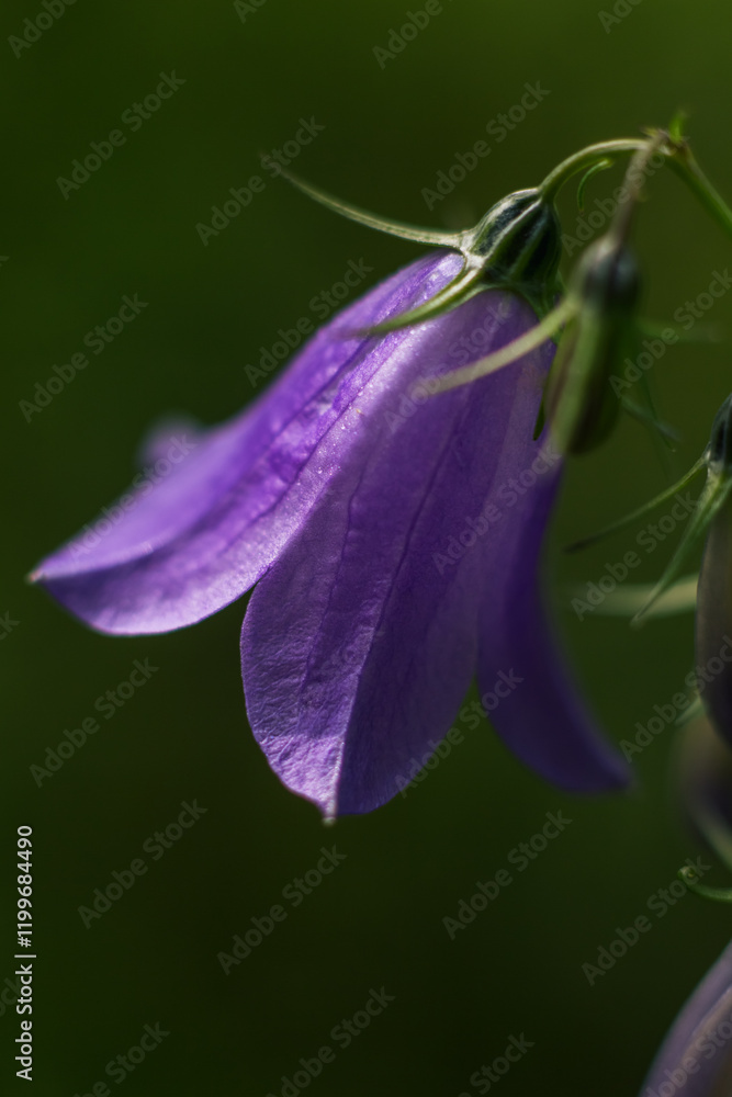 Fototapeta premium Close-up of Gentle Purple Sheikha Zaynab Bellflower
