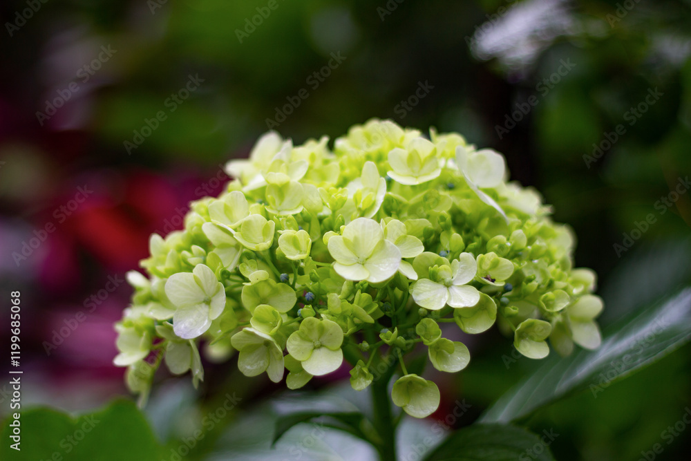 hortensia flowers, commonly grown at high altitudes, flower colours can vary according to soil pH hortensia flowers, commonly grown at high altitudes, flower colours can vary according to soil pH