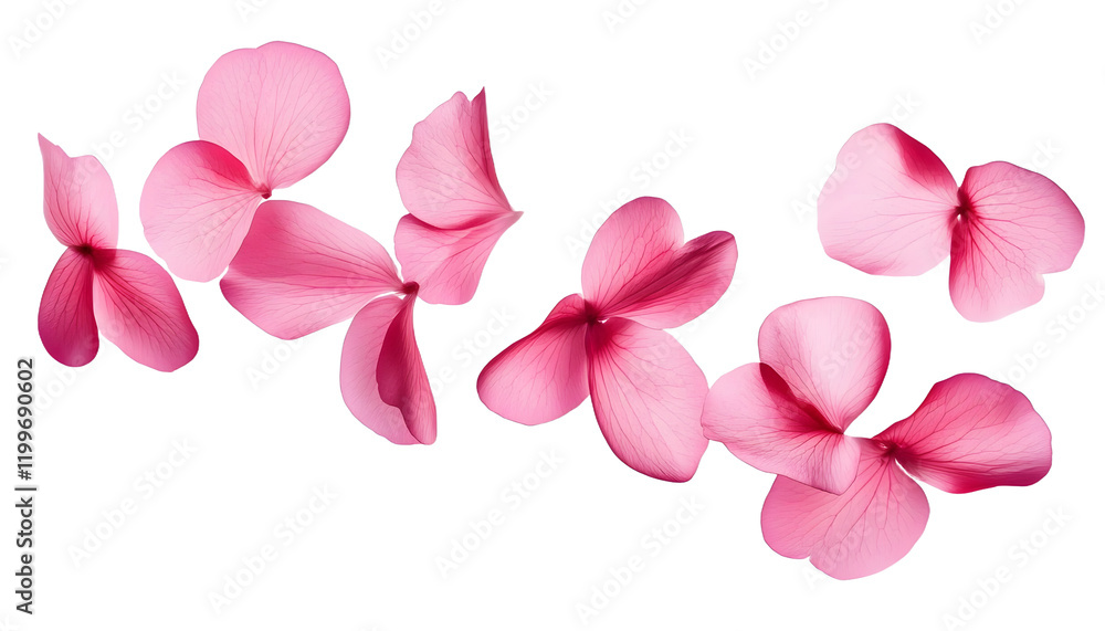 flying pink petals isolated on transparent background cutout flying pink petals isolated on transparent background cutout