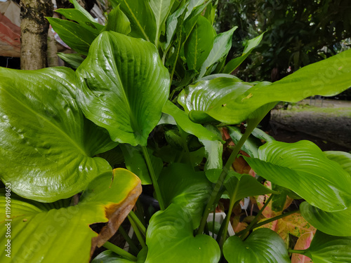 close up of a green leaf,   Cardwell lily and northern Christmas lily (Prophys amboinensis)  photo