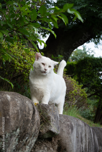 民家の岩の上でポーズをとる白猫の野良猫 photo