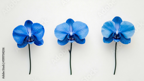 Fototapeta Naklejka Na Ścianę i Meble -  Three periwinkle blue orchid flowers on white background, minimalist, simple