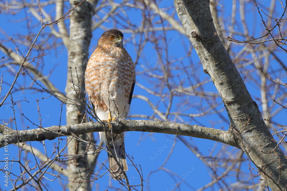 Red shouldered hawk perched on limb against blue sky. Red shouldered hawk perched on limb against blue sky.