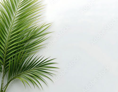 Fresh Palm Leaves on White Background Tropical Summer Design. Palm Sunday