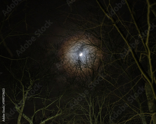 Moon between trees