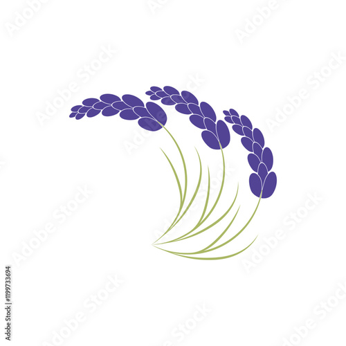 Beautiful lavender flower icon vector