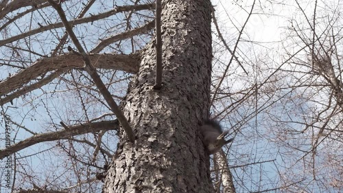 Wallpaper Mural A gray squirrel is talking. Torontodigital.ca