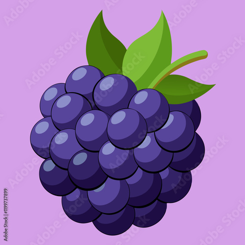 vector illustration of blackberry