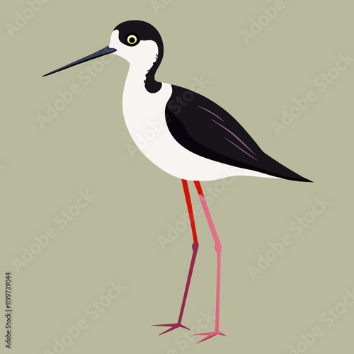 vector illustration of a stork black necked stilt
