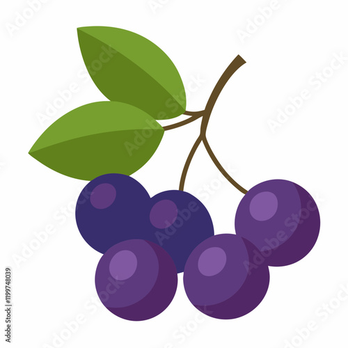 vector illustration of grapes chokeberry