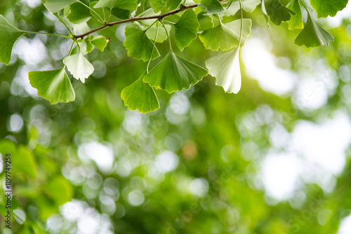 Background of ginkgo tree leaves