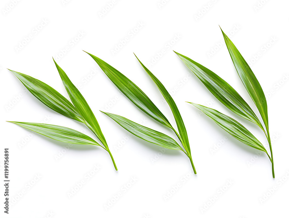 Fototapeta premium Fresh Green Palm Leaves on White Background