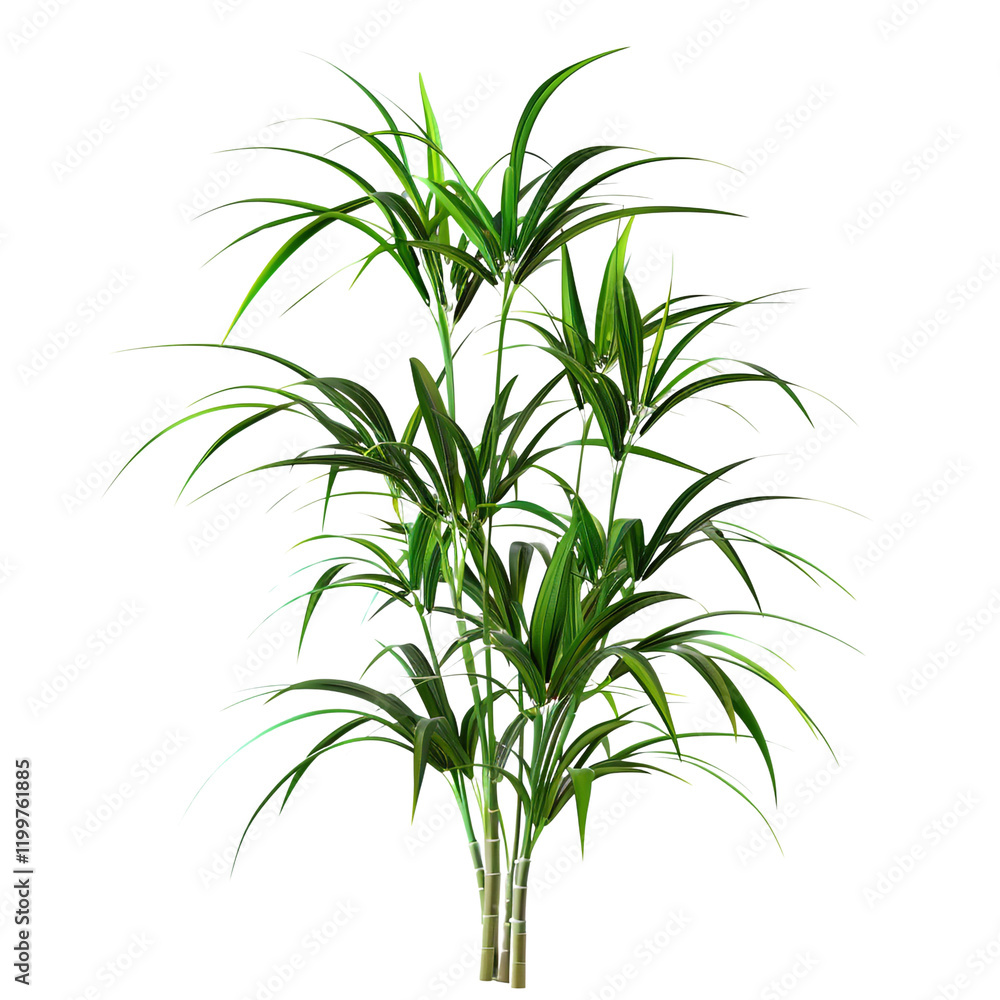 Lush green plant with long leaves and slender stems isolated on transparent background perfect for design projects and digital artwork Lush green plant with long leaves and slender stems isolated on transparent background perfect for design projects and digital artwork