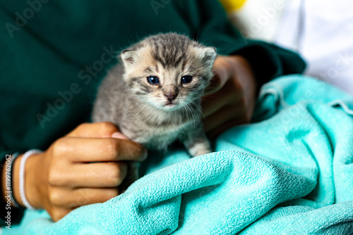 Katzenjunges grau