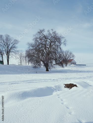 landscape with trees and snow