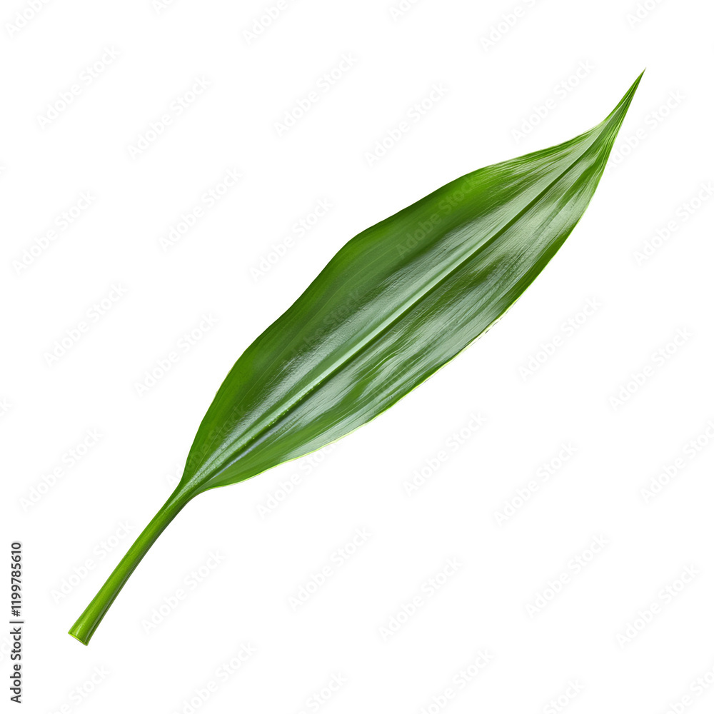 Single Green Leaf with Smooth Surface and Vibrant Color Isolated on White Single Green Leaf with Smooth Surface and Vibrant Color Isolated on White