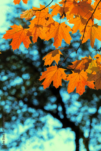 Autumn Maple Leaves Against a Bright Blue Sky in Natural Light