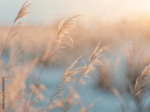 Soft Golden Sunlight Illuminating Wild Grasses During Golden Hour in Nature Scene. photo