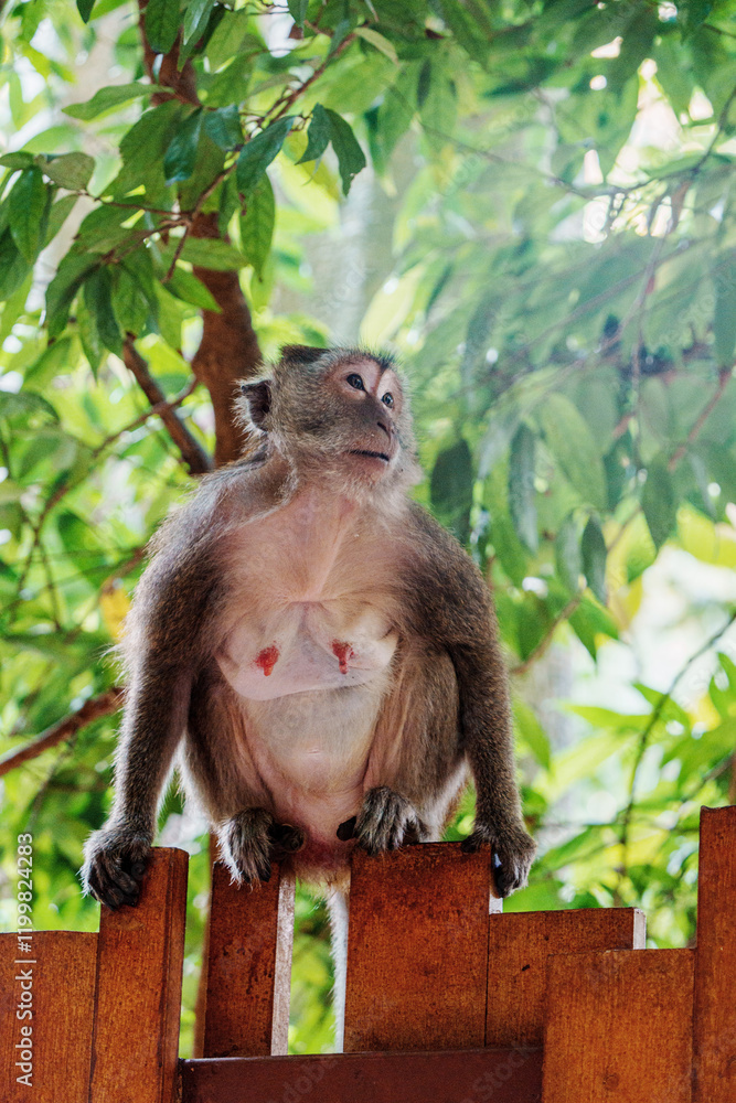 Naklejka premium Singe crabier femelle accroupie sur une barrrière