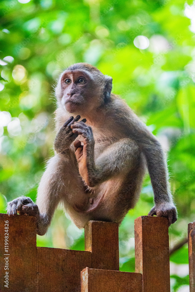 Naklejka premium singe adulte, de type macque crabier, se grattant le menton avec une patte arrière