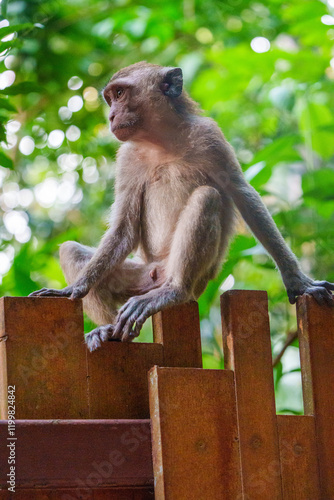 singe adulte, de type macque crabier, assis sur une barrière photo