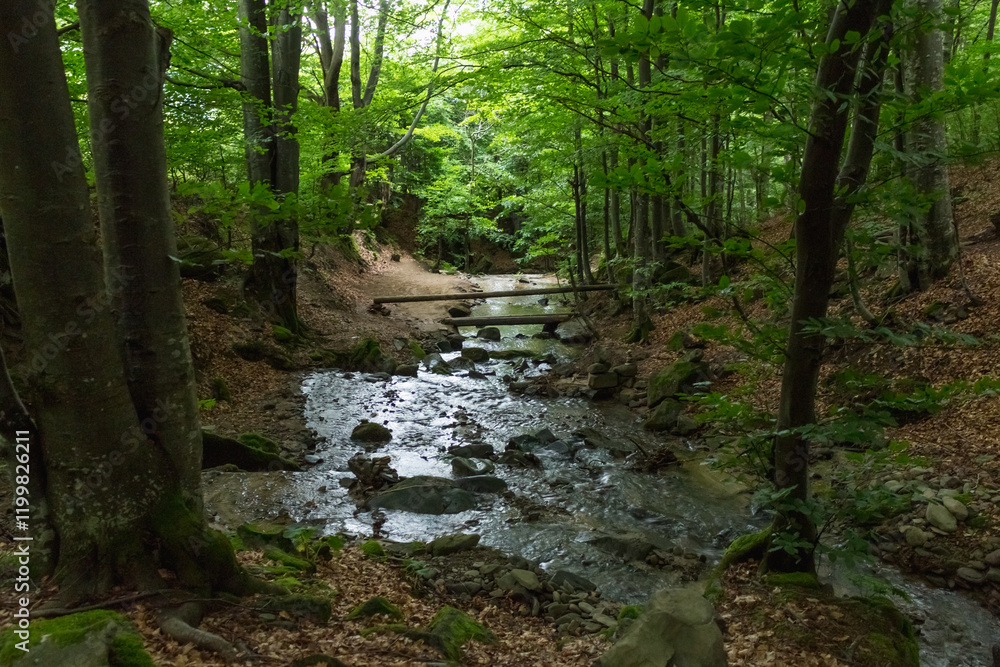 Fototapeta premium Mountain Stream in the Carpathians: Beech Forest in Summer