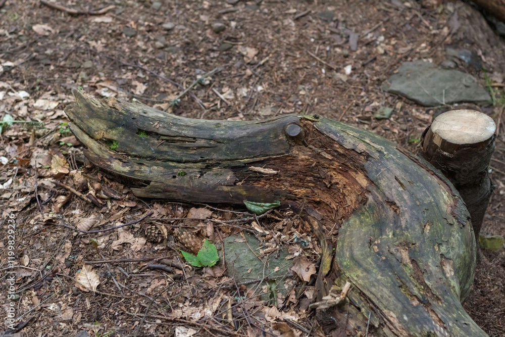 Beech Log with Growing Mushrooms in the Carpathian Forest Beech Log with Growing Mushrooms in the Carpathian Forest