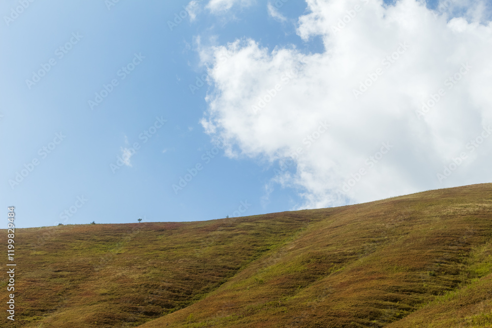 View of Borzhava Mountain Range in the Carpathians: Summer Wild Blueberry Fields View of Borzhava Mountain Range in the Carpathians: Summer Wild Blueberry Fields