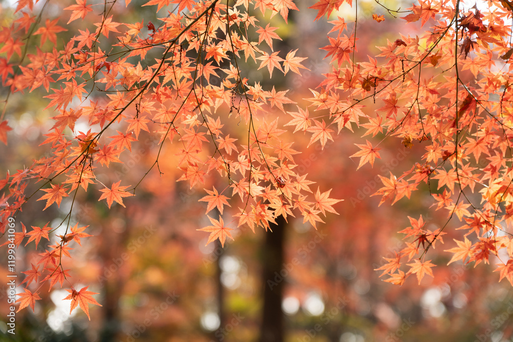 輝くモミジの紅葉