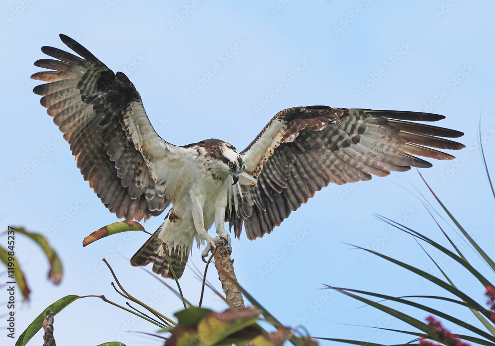 Fototapeta premium Osprey with it's wings spread almost ready to take flight