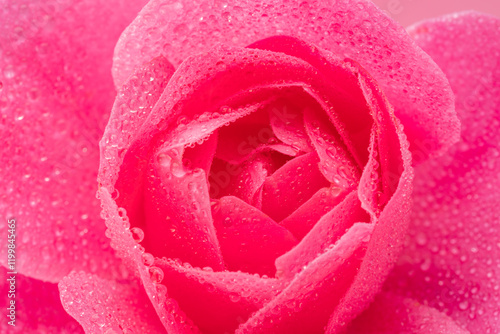 Tender petals of pink rose or Bulgarian rose covered with water drops close up. Beauty of nature background concept. photo