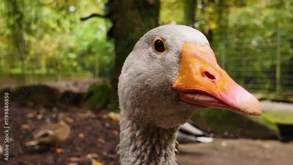 Close up of goose head looking and swallowing ona sunny day in autumn Close up of goose head looking and swallowing ona sunny day in autumn