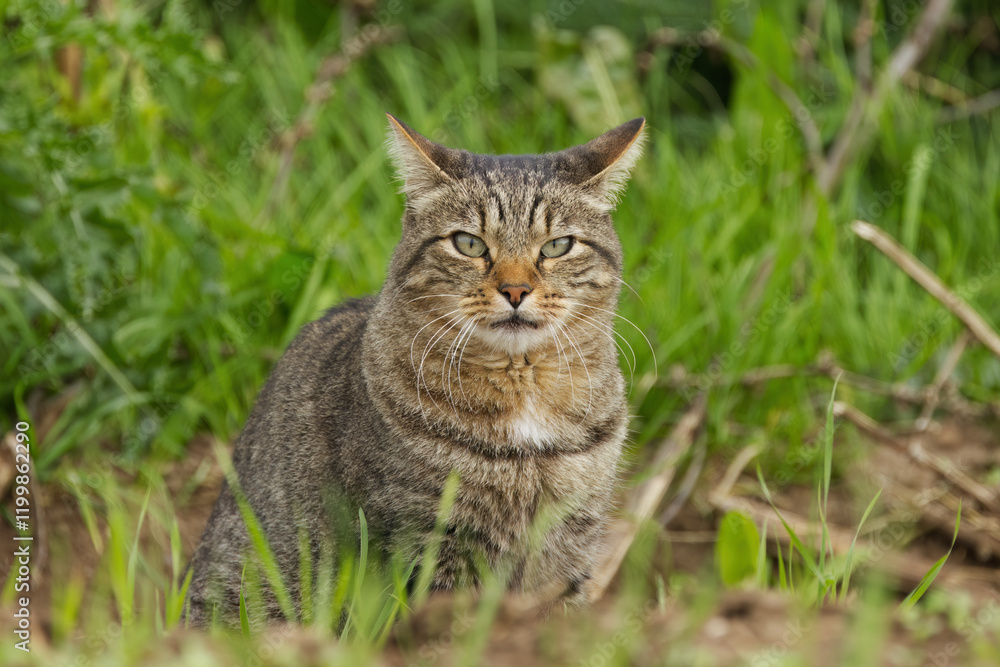 cat with pricked ears, tomcat sits on the meadow, tomcat looks sweetly between blades of grass, cat sits in the grass, sweet cat looks very lovely through the grass cat with pricked ears, tomcat sits on the meadow, tomcat looks sweetly between blades of grass, cat sits in the grass, sweet cat looks very lovely through the grass