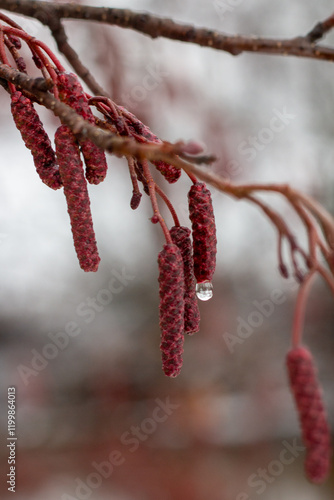branch with red berries