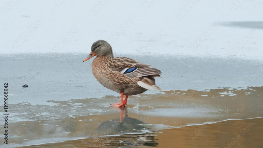 wild duck in winter on a pond on a sunny frosty day wild duck in winter on a pond on a sunny frosty day