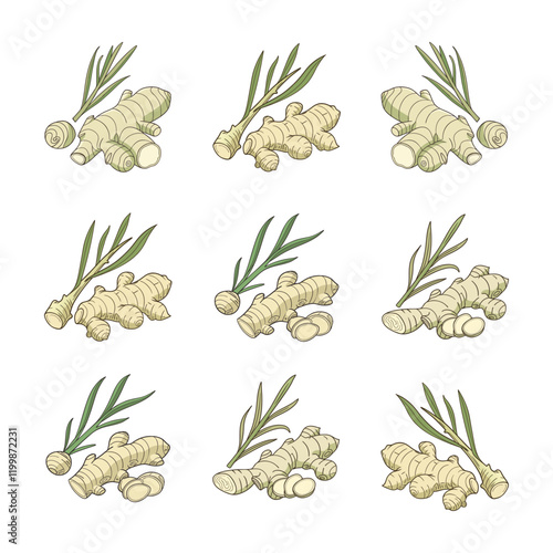 Hand-Drawn Ginger Root Illustrations with Leaves in Various Arrangements