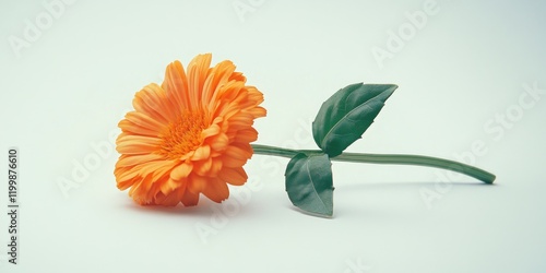 Single Orange Flower White Surface