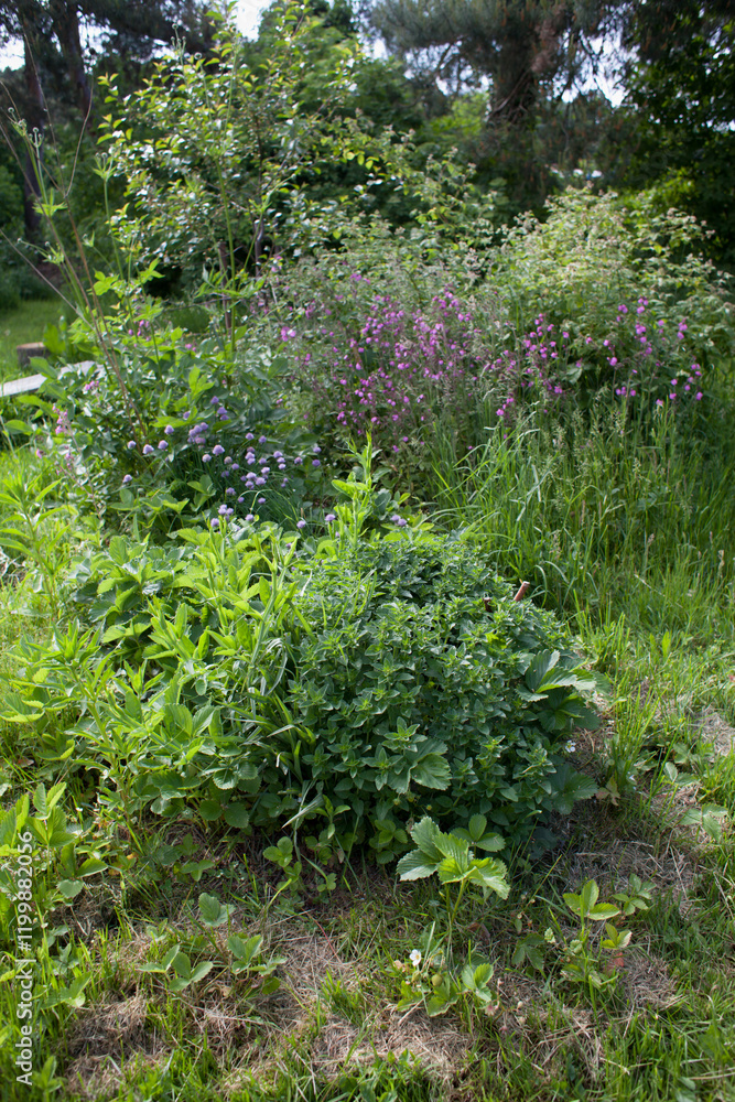 Beautiful naturalistic spring garden with native herbs and flowers - oregano, horseradish, strawberry, cherry, gooseberry, currant. Beautiful naturalistic spring garden with native herbs and flowers - oregano, horseradish, strawberry, cherry, gooseberry, currant.