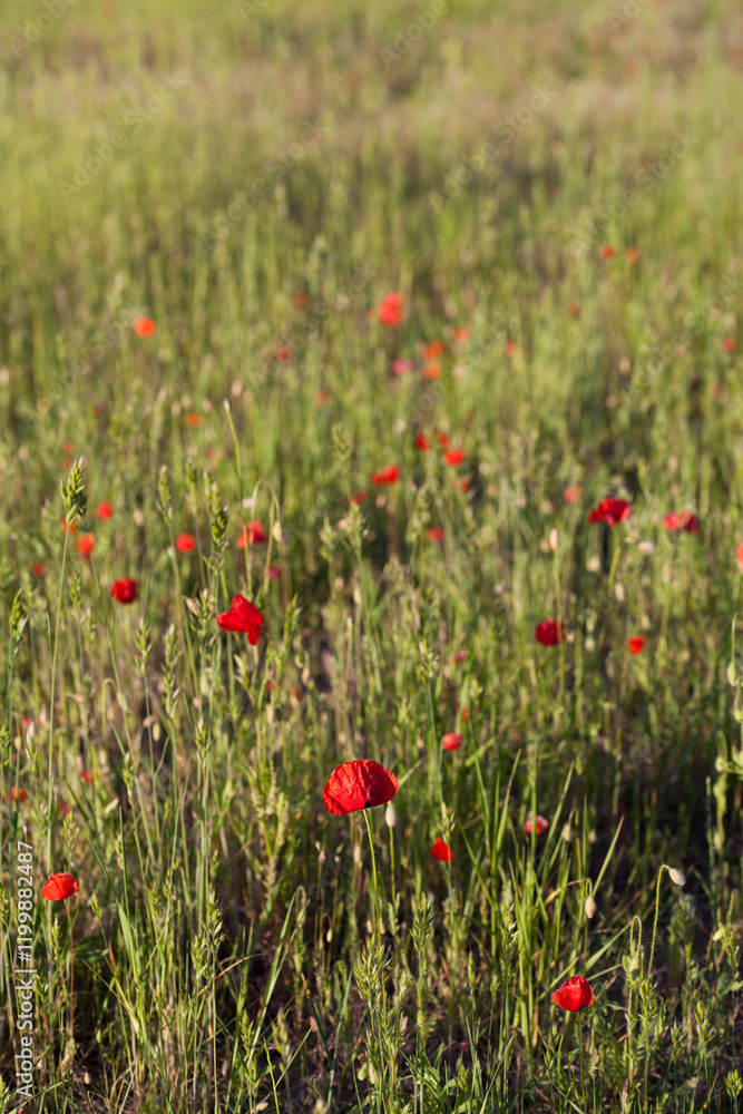 Fototapeta premium Red wildflowers on the field - Wild poppy Papaver rhoeas growing between grain crops.