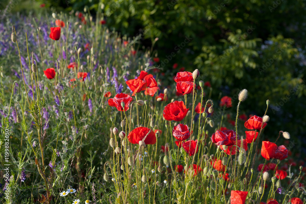 Wildflower meadow with violet hairy vetch and bright red poppy flowers. Botanical picture of native plants in Cental Europe. Wildflower meadow with violet hairy vetch and bright red poppy flowers. Botanical picture of native plants in Cental Europe.
