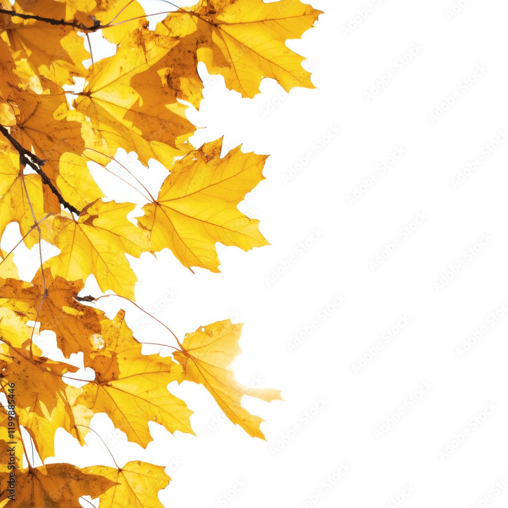 Fototapeta premium Maple leaves on transparent background