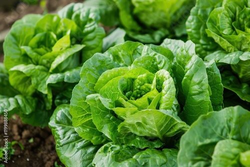 Close up of vibrant green butterhead lettuce growing in rich soil, ready for harvest