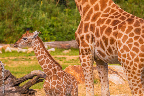 Giraffe in selective focus on green natural background photo