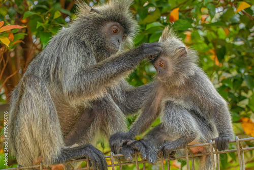 Closeup portrait of Tufted gray langur Semnopithecus priam photo