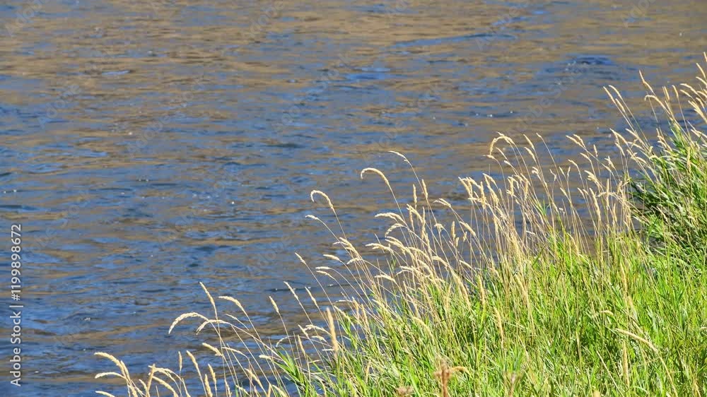 Water flowing past long grass on riverbank alongside slow moving river with colorful natural reflection Water flowing past long grass on riverbank alongside slow moving river with colorful natural reflection